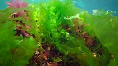 Karadeniz 'deki sualtı manzarası. Deniz tabanında yeşil, kırmızı ve kahverengi algler fırtına sırasında salınan algler.