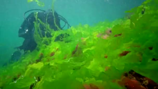 Paesaggio Sottomarino Diver Tocca Mani Alghe Verdi Enteromorpha Crescendo Una — Video Stock