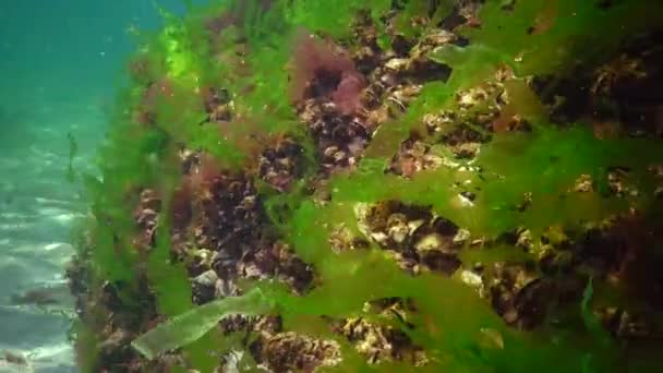 Κόκκινα Πράσινα Και Καστανά Φύκια Στο Βυθό Της Μαύρης Θάλασσας — Αρχείο Βίντεο