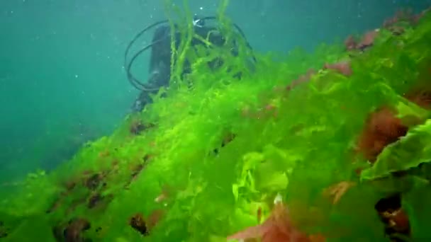 Подводный Пейзаж Дайвер Касается Рук Зеленых Водорослей Enteromorpha Растущий Камне — стоковое видео
