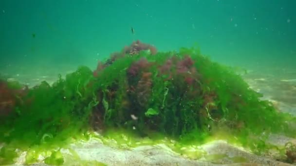 Karadeniz Deniz Tabanında Bulunan Kırmızı Yeşil Kahverengi Algler Porphyra Enteromorpha — Stok video
