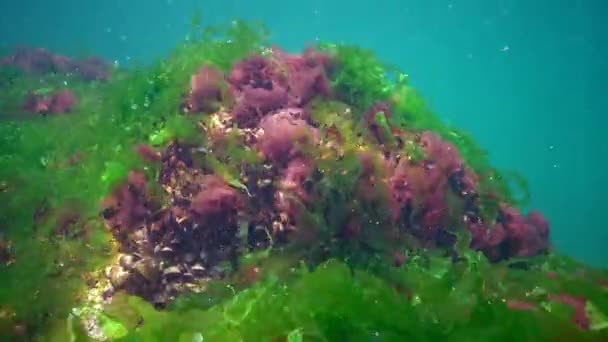 Paysage Sous Marin Dans Mer Noire Algues Vertes Rouges Brunes — Video