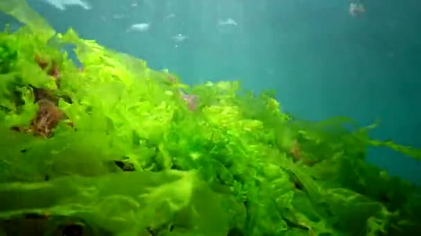 Underwater Landscape Black Sea Green Red Brown Algae Seabed Algae — Stock Video