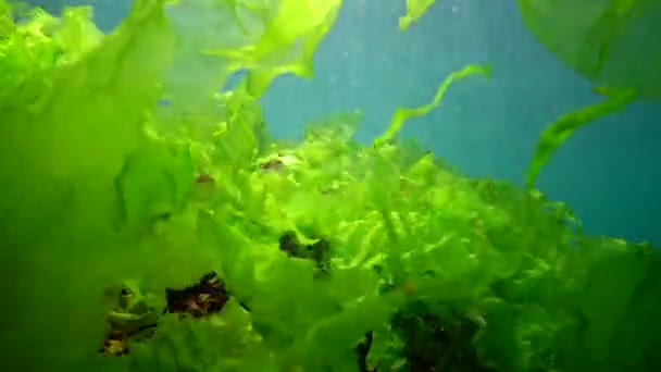 Undersøiske Landskab Sortehavet Grønne Røde Brune Alger Havbunden Alger Svinger – Stock-video