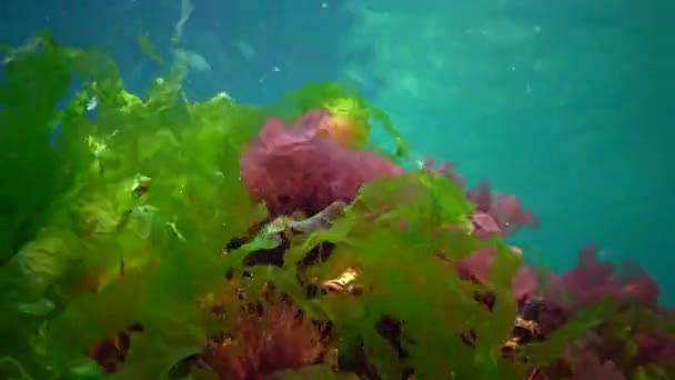 Paisagem Subaquática Mar Negro Algas Verdes Vermelhas Marrons Fundo Mar — Vídeo de Stock