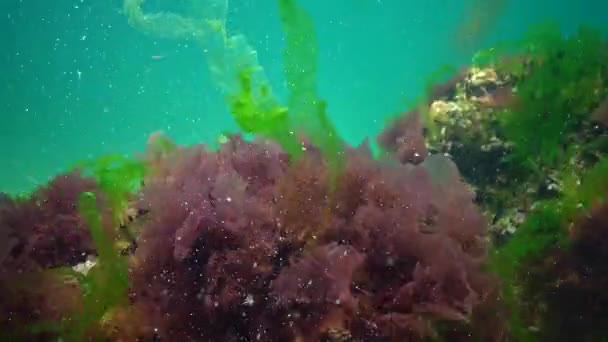 Paisagem Subaquática Mar Negro Algas Verdes Vermelhas Marrons Fundo Mar — Vídeo de Stock