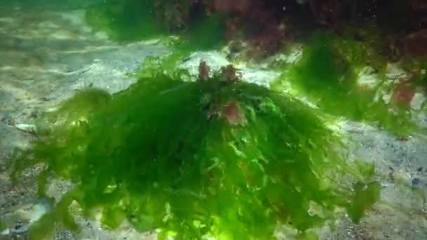 Paisagem Subaquática Mar Negro Algas Verdes Vermelhas Marrons Fundo Mar — Vídeo de Stock