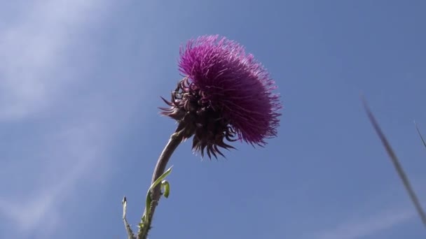 ウクライナの手順 ティリグル河口の岸にある景観公園で風に揺れる開花植物 カルドゥス ヌータンス — ストック動画