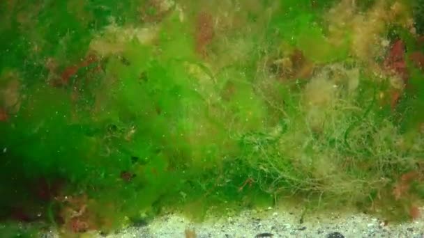 Underwater Landscape Black Sea Green Red Brown Algae Seabed Dangling —  Stock Video © hydrobiolog #286637132