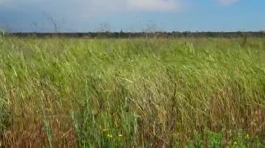 Ukrayna bozkırı. Çimenler ve çiçek açan bitkiler rüzgârda savruluyor Tiligul nehrinin kıyısındaki Peyzaj Parkı 'nda.