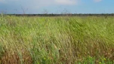 Ukrayna bozkırı. Çimenler ve çiçek açan bitkiler rüzgârda savruluyor Tiligul nehrinin kıyısındaki Peyzaj Parkı 'nda.