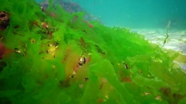 Karadeniz 'deki sualtı manzarası. Deniz tabanında yeşil, kırmızı ve kahverengi algler fırtına sırasında salınan algler.