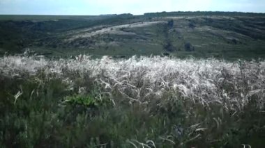 Stipa lessingiana (İğne Çimi, Uzun Çimen), Tiligul halklarının kıyısındaki peyzaj parkında rüzgarda savruluyor. Nadir bulunan bitki, Ukrayna 'nın Kırmızı Kitabı.