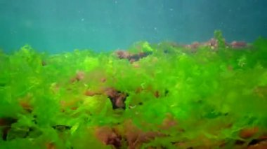 Karadeniz 'deki sualtı manzarası. Deniz tabanında yeşil, kırmızı ve kahverengi algler fırtına sırasında salınan algler.