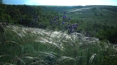 Stipa lessingiana (İğne Çimi, Uzun Çimen), Tiligul halklarının kıyısındaki peyzaj parkında rüzgarda savruluyor. Nadir bulunan bitki, Ukrayna 'nın Kırmızı Kitabı.