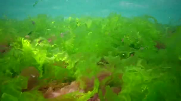 Paisagem Subaquática Mar Negro Algas Verdes Vermelhas Marrons Fundo Mar — Vídeo de Stock