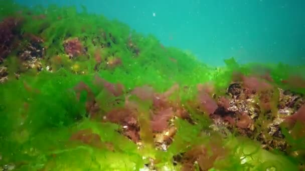 黒海の水中風景 海底の緑 茶色の藻 嵐の間に揺れる藻類 — ストック動画