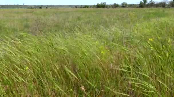 Steppe Ukrainienne Herbe Plantes Fleurs Balançant Dans Vent Dans Parc — Video