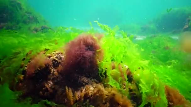 Paisagem Subaquática Mar Negro Algas Verdes Vermelhas Marrons Fundo Mar — Vídeo de Stock