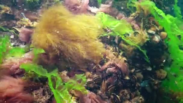 Paisaje Submarino Mar Negro Algas Verdes Rojas Marrones Fondo Del — Vídeos de Stock