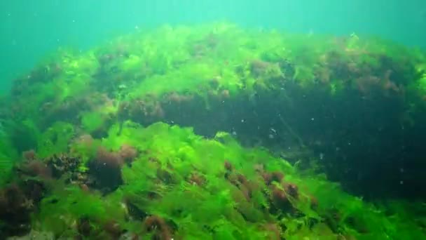 Paisaje Submarino Mar Negro Algas Verdes Rojas Marrones Fondo Del — Vídeos de Stock