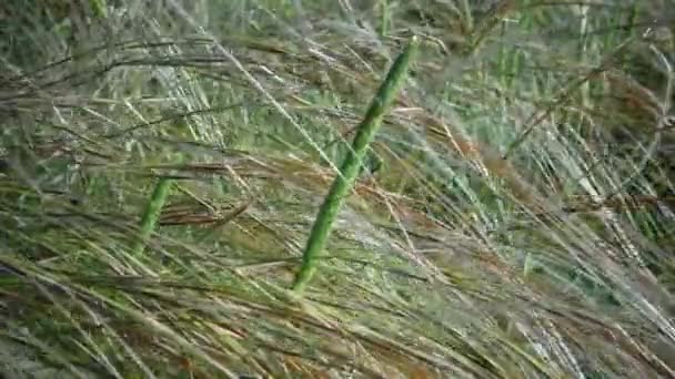 Stipa Lessingiana Needle Grass Long Grass Ταλαντεύεται Στον Άνεμο Από — Αρχείο Βίντεο