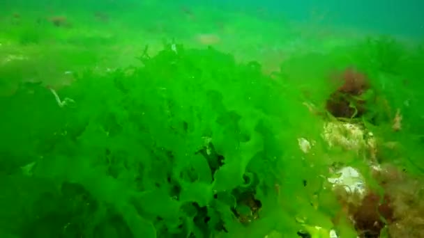 Onderwaterlandschap Zwarte Zee Groene Rode Bruine Algen Zeebodem Algen Swingend — Stockvideo