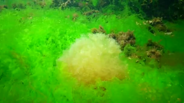 黒海の水中風景 海底の緑 茶色の藻 嵐の間に揺れる藻類 — ストック動画