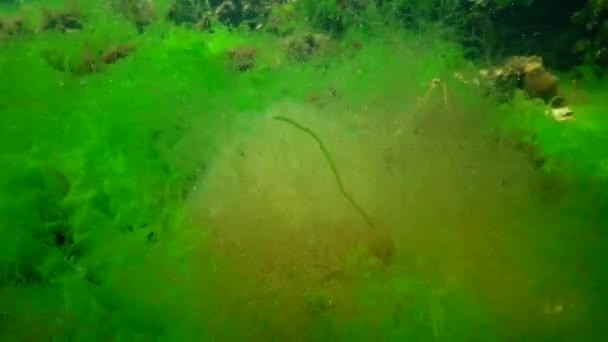 Undervattenslandskap Svarta Havet Gröna Röda Och Bruna Alger Havsbotten Alger — Stockvideo