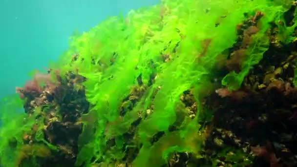 黑海的水下景观 海底绿藻 红藻和褐藻在风暴中摇曳 — 图库视频影像