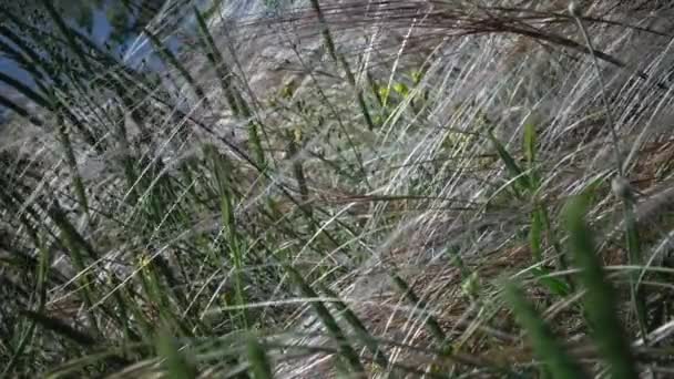 Stipa Lessingiana Hosszú Szélben Repked Tájparkban Tiligul Torkolat Hátterében Ritka — Stock videók