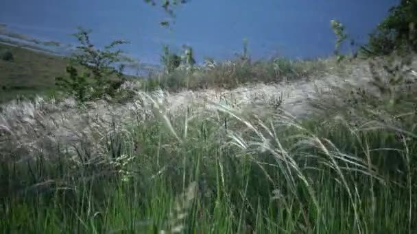 ティリグル河口の背景にある景観公園の風になびくスティパ レシンギアナ 長い草 珍しい植物 ウクライナのレッドブック — ストック動画