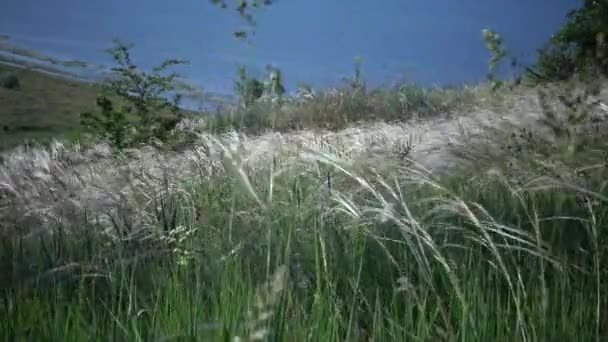 Stipa Lessingiana Needle Grass Long Grass Fluttering Wind Landscape Park — Stock Video