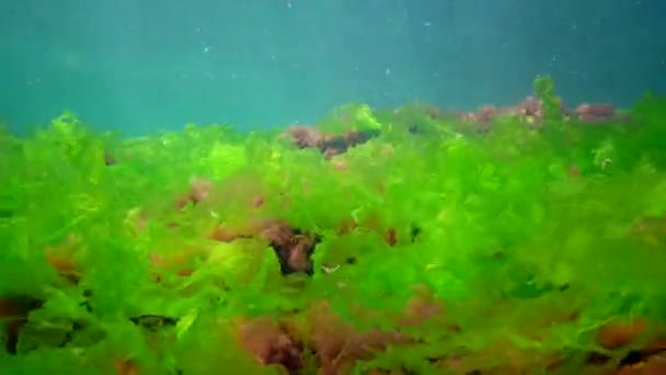 Подводный Пейзаж Черном Море Зеленые Красные Коричневые Водоросли Морском Дне — стоковое видео