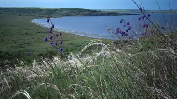 Stipa Lessingiana Naaldgras Lang Gras Zwaaiend Wind Vanaf Steppe Het — Stockvideo