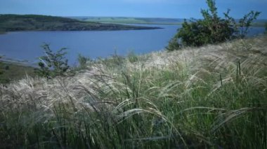 Stipa lessingiana (İğne Çimi, Uzun Çimen), Tiligul halklarının kıyısındaki peyzaj parkında rüzgarda savruluyor. Nadir bulunan bitki, Ukrayna 'nın Kırmızı Kitabı.