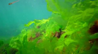 Karadeniz 'deki sualtı manzarası. Deniz tabanında yeşil, kırmızı ve kahverengi algler fırtına sırasında salınan algler.