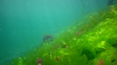 Karadeniz 'deki sualtı manzarası. Deniz tabanında yeşil, kırmızı ve kahverengi algler fırtına sırasında salınan algler.