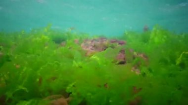 Karadeniz 'deki sualtı manzarası. Deniz tabanında yeşil, kırmızı ve kahverengi algler fırtına sırasında salınan algler.
