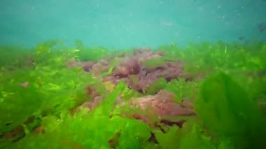 Karadeniz 'deki sualtı manzarası. Deniz tabanında yeşil, kırmızı ve kahverengi algler fırtına sırasında salınan algler.