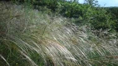 Stipa lessingiana (İğne Çimi, Uzun Çimen), Manzara Parkı 'nda rüzgârda dalgalanan Tiligul haliçlerinin arka planına karşı. Nadir bulunan bitki, Ukrayna 'nın Kırmızı Kitabı.