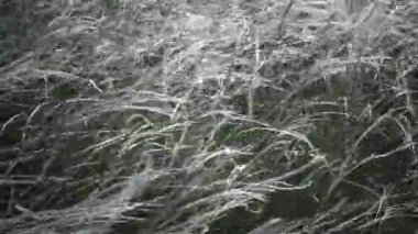 Stipa lessingiana (İğne Çimi, Uzun Çimen), Manzara Parkı 'nda rüzgârda dalgalanan Tiligul haliçlerinin arka planına karşı. Nadir bulunan bitki, Ukrayna 'nın Kırmızı Kitabı.