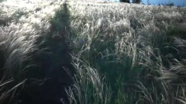 Stipa lessingiana (İğne Çimi, Uzun Çimen), Manzara Parkı 'nda rüzgârda dalgalanan Tiligul haliçlerinin arka planına karşı. Nadir bulunan bitki, Ukrayna 'nın Kırmızı Kitabı.