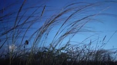 Stipa lessingiana (İğne Çimi, Uzun Çimen), Manzara Parkı 'nda rüzgârda dalgalanan Tiligul haliçlerinin arka planına karşı. Nadir bulunan bitki, Ukrayna 'nın Kırmızı Kitabı.