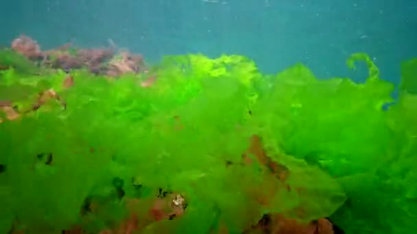 Paisaje Submarino Mar Negro Algas Verdes Rojas Marrones Fondo Del — Vídeos de Stock