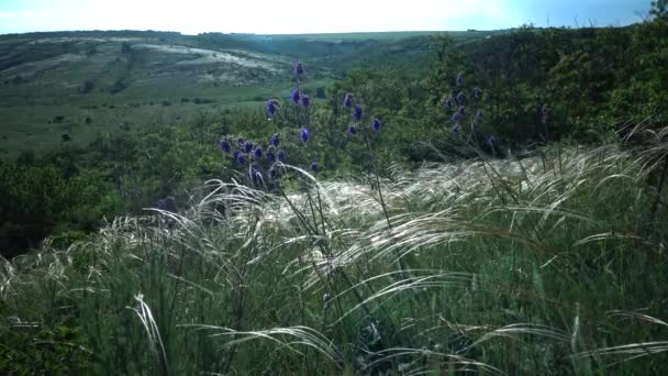 ティリグル河口の岸にある景観公園の階段から風に揺れるスティパレシンギアナ 長い草 珍しい植物 ウクライナのレッドブック — ストック動画