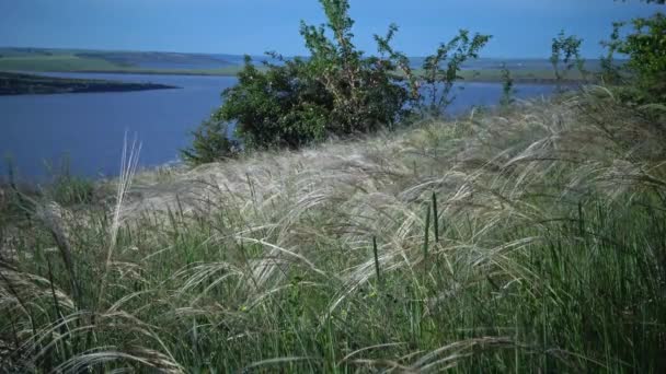 Stipa Lessingiana Naaldgras Lang Gras Wapperend Wind Het Landschapspark Tegen — Stockvideo