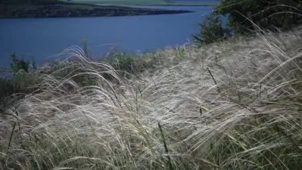 Stipa Lessingiana Ğne Çimi Uzun Çimen Manzara Parkı Nda Rüzgârda — Stok video