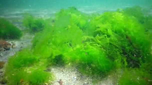 Paisaje Submarino Mar Negro Algas Verdes Rojas Marrones Fondo Del — Vídeos de Stock
