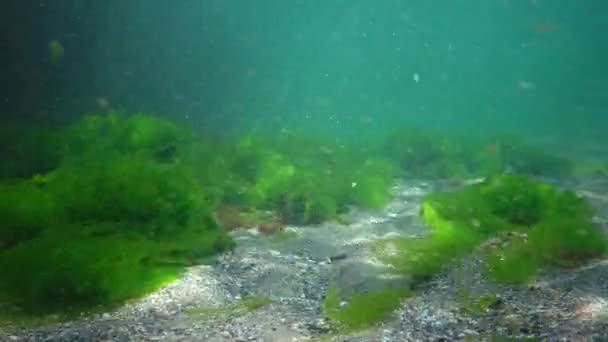 Undervattenslandskap Svarta Havet Gröna Röda Och Bruna Alger Havsbotten Alger — Stockvideo